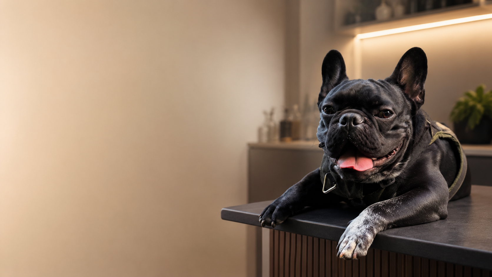 Marino, el bulldog francés de la marca